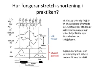 Hur fungerar stretch-shortening i praktiken?M. Vastuslateralis (VL) är en knästräckare (framsida lår). Grafen visar att den är aktiverad som mest när knäet böjs! Detta sker i första halvan av stödjefasen.Led-vinklarLöpning är alltså i stor utsträckning ett arbete som utförs excentriskt.Muskel-aktivitet