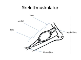SkelettmuskulaturSenaMuskelSenaMuskelfästeMuskelfäste