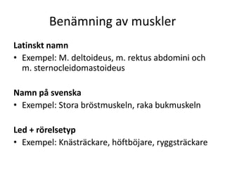 Benämning av musklerLatinskt namnExempel: M. deltoideus, m. rektusabdomini och m. sternocleidomastoideusNamn på svenskaExempel: Stora bröstmuskeln, raka bukmuskelnLed + rörelsetypExempel: Knästräckare, höftböjare, ryggsträckare