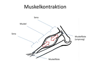 MuskelkontraktionSenaMuskelSenaMuskelfäste (ursprung)Muskelfäste