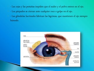 - Las cejas y las pestañas impiden que el sudor y el polvo entren en el ojo.
 - Los párpados se cierran ante cualquier roce o golpe en el ojo.
 - Las glándulas lacrimales fabrican las lágrimas, que mantienen el ojo siempre
húmedo.
 
