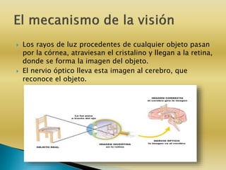  Los rayos de luz procedentes de cualquier objeto pasan
por la córnea, atraviesan el cristalino y llegan a la retina,
donde se forma la imagen del objeto.
 El nervio óptico lleva esta imagen al cerebro, que
reconoce el objeto.
 
