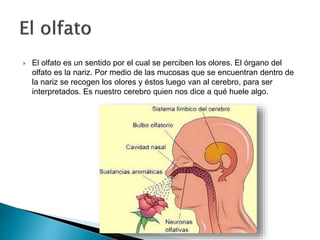  El olfato es un sentido por el cual se perciben los olores. El órgano del
olfato es la nariz. Por medio de las mucosas que se encuentran dentro de
la nariz se recogen los olores y éstos luego van al cerebro, para ser
interpretados. Es nuestro cerebro quien nos dice a qué huele algo.
 