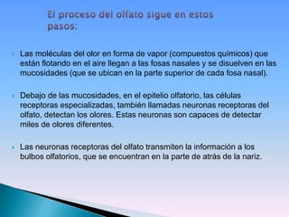  Las moléculas del olor en forma de vapor (compuestos químicos) que
están flotando en el aire llegan a las fosas nasales y se disuelven en las
mucosidades (que se ubican en la parte superior de cada fosa nasal).
 Debajo de las mucosidades, en el epitelio olfatorio, las células
receptoras especializadas, también llamadas neuronas receptoras del
olfato, detectan los olores. Estas neuronas son capaces de detectar
miles de olores diferentes.
 Las neuronas receptoras del olfato transmiten la información a los
bulbos olfatorios, que se encuentran en la parte de atrás de la nariz.
 