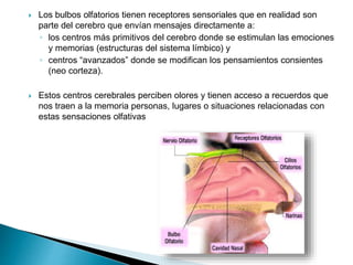  Los bulbos olfatorios tienen receptores sensoriales que en realidad son
parte del cerebro que envían mensajes directamente a:
◦ los centros más primitivos del cerebro donde se estimulan las emociones
y memorias (estructuras del sistema límbico) y
◦ centros “avanzados” donde se modifican los pensamientos consientes
(neo corteza).
 Estos centros cerebrales perciben olores y tienen acceso a recuerdos que
nos traen a la memoria personas, lugares o situaciones relacionadas con
estas sensaciones olfativas
 