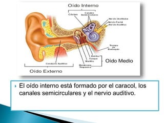  El oído interno está formado por el caracol, los
canales semicirculares y el nervio auditivo.
 