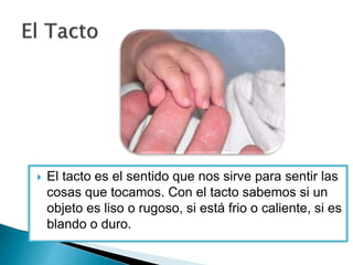  El tacto es el sentido que nos sirve para sentir las
cosas que tocamos. Con el tacto sabemos si un
objeto es liso o rugoso, si está frio o caliente, si es
blando o duro.
 