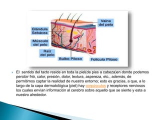  El sentido del tacto reside en toda la piel(de pies a cabeza)en donde podemos
percibir frió, calor, presión, dolor, textura, aspereza, etc., además, de
permitirnos captar la realidad de nuestro entorno; esto es gracias, a que, a lo
largo de la capa dermatológica (piel) hay corpúsculos y receptores nerviosos
los cuales envían información al cerebro sobre aquello que se siente y esta a
nuestro alrededor.
 