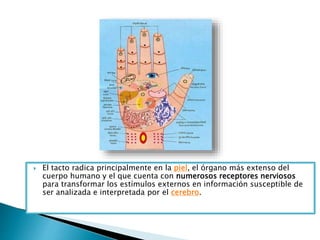  El tacto radica principalmente en la piel, el órgano más extenso del
cuerpo humano y el que cuenta con numerosos receptores nerviosos
para transformar los estímulos externos en información susceptible de
ser analizada e interpretada por el cerebro.
 
