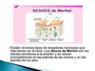  Existen diversos tipos de receptores nerviosos que
intervienen en el tacto. Los discos de Merkel son las
células sensitivas a la presión y se ubican
principalmente en las palmas de las manos y en las
plantas de los pies.
 