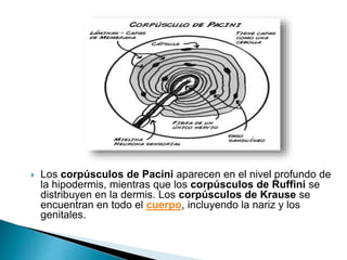  Los corpúsculos de Pacini aparecen en el nivel profundo de
la hipodermis, mientras que los corpúsculos de Ruffini se
distribuyen en la dermis. Los corpúsculos de Krause se
encuentran en todo el cuerpo, incluyendo la nariz y los
genitales.
 