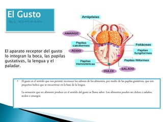  El gusto es el sentido que nos permite reconocer los sabores de los alimentos, por medio de las papilas gustativas, que son
pequeños bultos que se encuentran en la base de la lengua.
La sensación que un alimento produce en el sentido del gusto se llama sabor. Los alimentos pueden ser dulces o salados,
ácidos o amargos.
El aparato receptor del gusto
lo integran la boca, las papilas
gustativas, la lengua y el
paladar.
 