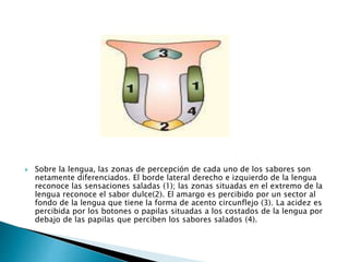  Sobre la lengua, las zonas de percepción de cada uno de los sabores son
netamente diferenciados. El borde lateral derecho e izquierdo de la lengua
reconoce las sensaciones saladas (1); las zonas situadas en el extremo de la
lengua reconoce el sabor dulce(2). El amargo es percibido por un sector al
fondo de la lengua que tiene la forma de acento circunflejo (3). La acidez es
percibida por los botones o papilas situadas a los costados de la lengua por
debajo de las papilas que perciben los sabores salados (4).
 