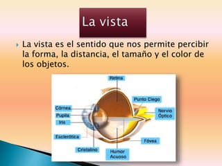  La vista es el sentido que nos permite percibir
la forma, la distancia, el tamaño y el color de
los objetos.
 