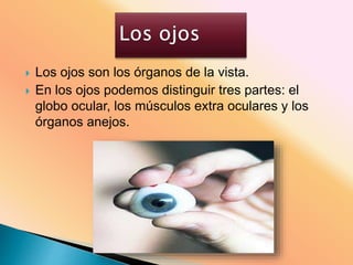  Los ojos son los órganos de la vista.
 En los ojos podemos distinguir tres partes: el
globo ocular, los músculos extra oculares y los
órganos anejos.
 