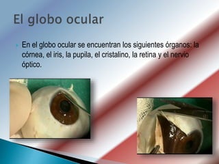  En el globo ocular se encuentran los siguientes órganos: la
córnea, el iris, la pupila, el cristalino, la retina y el nervio
óptico.
 