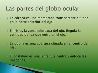  La córnea es una membrana transparente situada
en la parte anterior del ojo.
 El iris es la zona coloreada del ojo. Regula la
cantidad de luz que entra en el ojo.
 La pupila es una abertura situada en el centro del
iris.
 El cristalino es una lente que centra y enfoca las
imágenes.
 