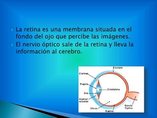  La retina es una membrana situada en el
fondo del ojo que percibe las imágenes.
 El nervio óptico sale de la retina y lleva la
información al cerebro.
 