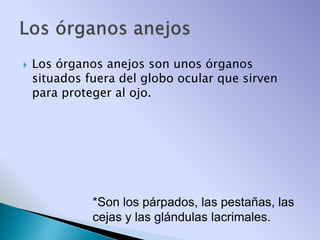  Los órganos anejos son unos órganos
situados fuera del globo ocular que sirven
para proteger al ojo.
*Son los párpados, las pestañas, las
cejas y las glándulas lacrimales.
 