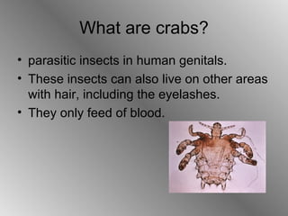 What are crabs? parasitic insects in human genitals. These insects can also  live on other areas with hair, including the eyelashes. They only feed of blood. 