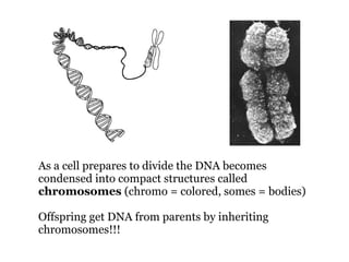 As a cell prepares to divide the DNA becomes condensed into compact structures called  chromosomes  (chromo = colored, somes = bodies) ‏ Offspring get DNA from parents by inheriting chromosomes!!! 