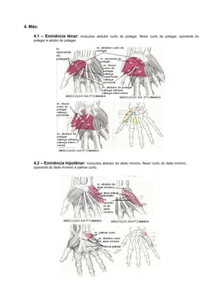 4.3 – Região Mesotenar (Músculos intrínsecos): lumbricais e interósseos dorsais e
           palmares.




 Músculos da mã...