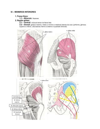 Músculos da fossa
 ilíaca e região glútea                           Origem                                      Inserção
P...