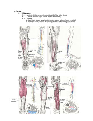 Músculos
    da perna                     Origem                                       Inserção

Tibial anterior    Côndil...