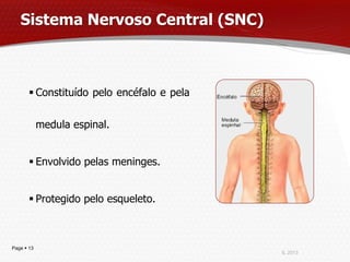 Sistema Nervoso Central (SNC)



        Constituído pelo encéfalo e pela


            medula espinal.


        Envolvido pelas meninges.


        Protegido pelo esqueleto.



Page  13
                                            IL 2013
 