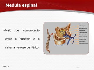Medula espinal




 Meio      de     comunicação


   entre    o    encéfalo   e   o


   sistema nervoso periférico.




Page  14
                                    IL 2013
 
