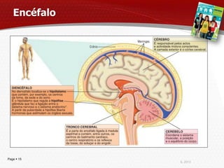 Encéfalo




Page  15
              IL 2013
 