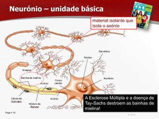 Neurónio – unidade básica
                          material isolante que
                          isola o axónio




                       A Esclerose Múltipla e a doença de
                       Tay-Sachs destroem as bainhas de
                       mielina!
Page  19
                                            IL 2013
 
