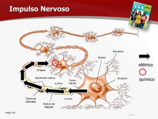 Impulso Nervoso




                               elétrico
            v




                               químico




Page  20
                     IL 2013
 