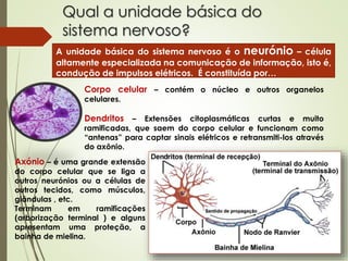 Qual a unidade básica do
sistema nervoso?
A unidade básica do sistema nervoso é o neurónio – célula
altamente especializada na comunicação de informação, isto é,
condução de impulsos elétricos. É constituída por…
Corpo celular – contém o núcleo e outros organelos
celulares.
Dendritos – Extensões citoplasmáticas curtas e muito
ramificadas, que saem do corpo celular e funcionam como
“antenas” para captar sinais elétricos e retransmiti-los através
do axônio.
Axónio – é uma grande extensão
do corpo celular que se liga a
outros neurónios ou a células de
outros tecidos, como músculos,
glândulas , etc.
Terminam em ramificações
(arborização terminal ) e alguns
apresentam uma proteção, a
bainha de mielina.
 