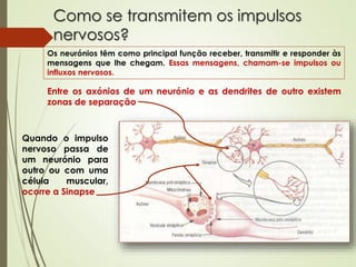 Como se transmitem os impulsos
nervosos?
Entre os axónios de um neurónio e as dendrites de outro existem
zonas de separação
Quando o impulso
nervoso passa de
um neurónio para
outro ou com uma
célula muscular,
ocorre a Sinapse
Os neurónios têm como principal função receber, transmitir e responder às
mensagens que lhe chegam. Essas mensagens, chamam-se impulsos ou
influxos nervosos.
 