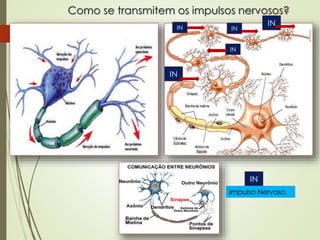 Como se transmitem os impulsos nervosos?
IN
IN
IN IN
IN
IN
Impulso Nervoso
 