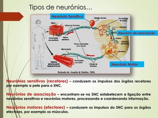 Tipos de neurónios…
Neurónios sensitivos (recetores) – conduzem os impulsos dos órgãos recetores
por exemplo a pele para o SNC.
Neurónios de associação – encontram-se no SNC estabelecem a ligação entre
neurónios sensitivos e neurónios motores, processando e coordenando informação.
Neurónios motores (efectores) – conduzem os impulsos do SNC para os órgãos
efectores, por exemplo os músculos.
Neurónio Sensitivo
Neurónio de associação
Neurónio Motor
 