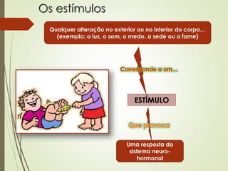 Os estímulos
Qualquer alteração no exterior ou no interior do corpo…
(exemplo: a luz, o som, o medo, a sede ou a fome)
ESTÍMULO
Uma resposta do
sistema neuro-
hormonal
 