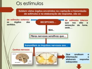 Os estímulos
Existem vários órgãos envolvidos na captação e transmissão
de estímulos e na elaboração de respostas, são os:
RECEPTORES…
de estímulos externos-
os órgãos dos
sentidos.
de estímulos internos
que nos dão a
sensação de fome,
sede,…
Fibras nervosas sensitivas que…
transmitem os impulsos nervosos aos…
Centros nervosos
Que analisam a
informação e
elaboram respostas
adequadas
têm..
 
