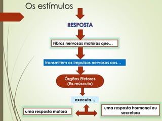 Os estímulos
Fibras nervosas motoras que…
transmitem os impulsos nervosos aos…
Órgãos Efetores
(Ex.músculo)
executa…
uma resposta motora
uma resposta hormonal ou
secretora
 
