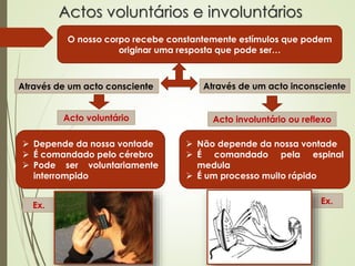 Actos voluntários e involuntários
O nosso corpo recebe constantemente estímulos que podem
originar uma resposta que pode ser…
Através de um acto consciente Através de um acto inconsciente
Acto voluntário Acto involuntário ou reflexo
 Depende da nossa vontade
 É comandado pelo cérebro
 Pode ser voluntariamente
interrompido
 Não depende da nossa vontade
 É comandado pela espinal
medula
 É um processo muito rápido
Ex. Ex.
 
