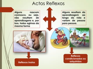 Actos Reflexos
Alguns nascem
connosco, ou seja,
não resultam de
aprendizagens e, por
isso, todos agimos da
mesma forma
Alguns resultam da
aprendizagem ao
longo da vida e
variam de pessoa
para pessoa.
Reflexos inatos
Reflexos
condicionados ou
adquiridos
 