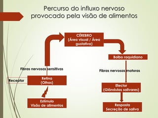 Percurso do influxo nervoso
provocado pela visão de alimentos
Estímulo
Visão de alimentos
Retina
(Olhos)
Receptor
Fibras nervosas sensitivas
CÉREBRO
(Área visual / Área
gustativa)
Bolbo raquidiano
Fibras nervosas motoras
Efector
(Glândulas salivares)
Resposta
Secreção de saliva
 