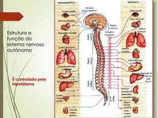 Estrutura e
função do
sistema nervoso
autónomo
É controlado pelo
hipotálamo
 