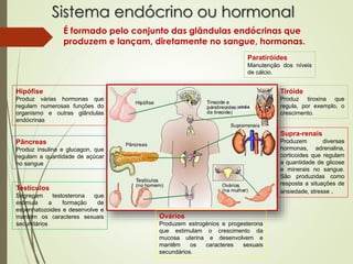 Sistema endócrino ou hormonal
É formado pelo conjunto das glândulas endócrinas que
produzem e lançam, diretamente no sangue, hormonas.
Hipófise
Produz várias hormonas que
regulam numerosas funções do
organismo e outras glândulas
endócrinas
Pâncreas
Produz insulina e glucagon, que
regulam a quantidade de açúcar
no sangue
Testículos
Segregam testosterona que
estimula a formação de
espermatozoides e desenvolve e
mantém os caracteres sexuais
secundários
Tiróide
Produz tiroxina que
regula, por exemplo, o
crescimento.
Supra-renais
Produzem diversas
hormonas, adrenalina,
corticoides que regulam
a quantidade de glicose
e minerais no sangue.
São produzidas como
resposta a situações de
ansiedade, stresse .
Ovários
Produzem estrogénios e progesterona
que estimulam o crescimento da
mucosa uterina e desenvolvem e
mantêm os caracteres sexuais
secundários.
Paratiróides
Manutenção dos níveis
de cálcio.
 