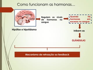 Como funcionam as hormonas…
Hipófise e hipotálamo
Regulam os níveis
de hormonas no
sangue
Quando há
hormonas em
excesso no sangue
Inibem as
GLÂNDULAS
Mecanismo de retroação ou feedback
 
