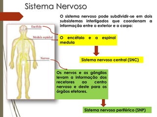 Sistema Nervoso
O sistema nervoso pode subdividir-se em dois
subsistemas interligados que coordenam a
informação entre o exterior e o corpo:
O encéfalo e a espinal
medula
Sistema nervoso central (SNC)
Os nervos e os gânglios
levam a informação dos
recetores ao centro
nervoso e deste para os
órgãos efetores.
Sistema nervoso periférico (SNP)
 