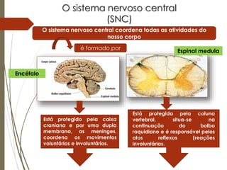O sistema nervoso central
(SNC)
O sistema nervoso central coordena todas as atividades do
nosso corpo
é formado por
Espinal medula
Encéfalo
Está protegido pela caixa
craniana e por uma dupla
membrana, as meninges,
coordena os movimentos
voluntários e involuntários.
Está protegida pela coluna
vertebral, situa-se na
continuação do bolbo
raquidiano e é responsável pelos
atos reflexos (reações
involuntárias.
 
