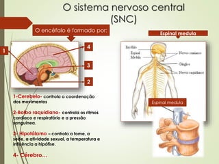O sistema nervoso central
(SNC)
O encéfalo é formado por:
Espinal medula
Espinal medula
1-Cerebelo- controla a coordenação
dos movimentos
2-Bolbo raquidiano- controla os ritmos
cardíaco e respiratório e a pressão
sanguínea.
3- Hipotálamo – controla a fome, a
sede, a atividade sexual, a temperatura e
influência a hipófise.
4- Cérebro…
1
2
3
4
 