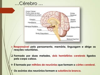 …Cérebro …
 Responsável pelo pensamento, memória, linguagem e dirige as
reações voluntárias.
 Formado por duas metades, dois hemisférios cerebrais ligados
pelo corpo caloso.
 É formado por milhões de neurónios que formam o córtex cerebral.
 Os axónios dos neurónios formam a substância branca.
 